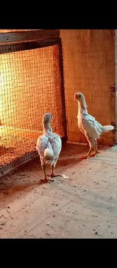 olx cars for sale|Shamoo Hens For Sale in Pakistan .